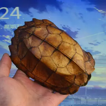 1gb dabas Keeled Lodziņā Bruņurupucis bruņurupuča čaulas taisnība paraugu Bruņurupuča čaulas, Taksidermija 15-18 CM