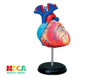 Sirds 4d master puzzle Montāža rotaļlietas cilvēka ķermeņa orgānu anatomijas modelis medicīnas mācību modelis