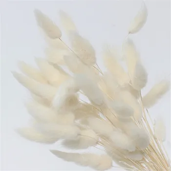 50gab Lagurus ovatus trušu asti zāle, dabiski kaltētu pampas ziedi kāzu ziedu pušķi balta, rozā krāsas mājas dekoru