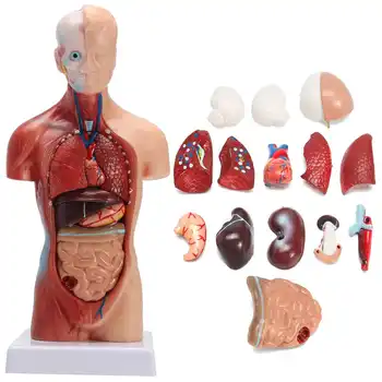 Cilvēka Ķermeņa Struktūras Modelis Anatomija Anatomijas Medicīnas Iekšējo Orgānu Mācību Noņemams Izglītības, Medicīnas Zinātnes Jaunu Modeli