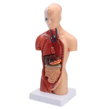 Cilvēka Ķermeņa Struktūras Modelis Anatomija Anatomijas Medicīnas Iekšējo Orgānu Mācību Noņemams Izglītības, Medicīnas Zinātnes Jaunu Modeli