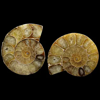 4-5cm 2gab/daudz Dabas gliemene šķēles gliemeža lapu fosilā ammonite skrūvi jade vairumtirdzniecība