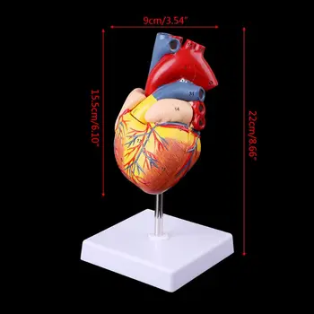 1:1 Izjauktas Anatomisko Cilvēka Sirds Modelis Kardioloģijas Sirds Anatomijas Mācību Līdzeklis