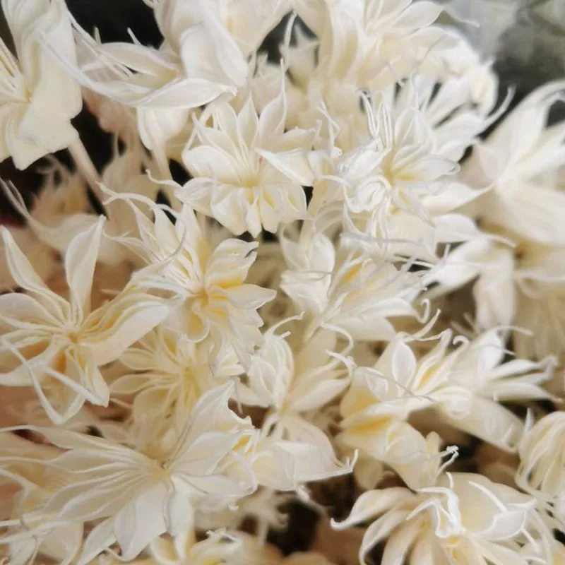50gab ziedu galvas,dabiski Kaltētu Ziedu Pušķi,Mūžīgo Displejs ziedu Kāzu Mājas Dekorēšanas Piederumi,organizēt ziedi